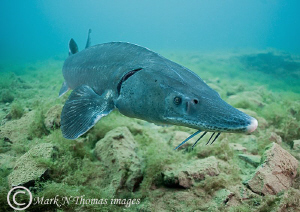 Sturgeon.
Winter 2010.
15mm fisheye. by Mark Thomas 